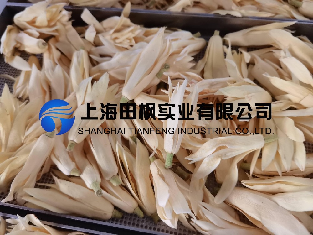 白玉蘭凍干，鮮花凍干機應(yīng)用于白玉蘭真空冷凍干燥